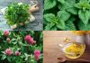 healthy kidneys using herbs