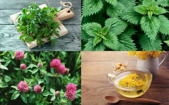 healthy kidneys using herbs